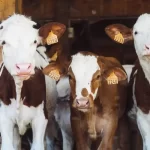 Animal Automatic