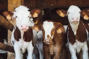 Animal Automatic